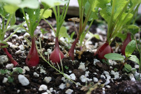 Radishes