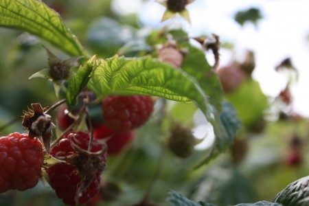Raspberries Galore