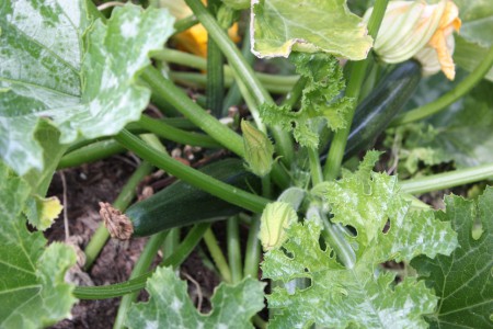 Bounty of Zucchinis