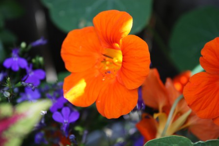 Tasty Nasturtiums