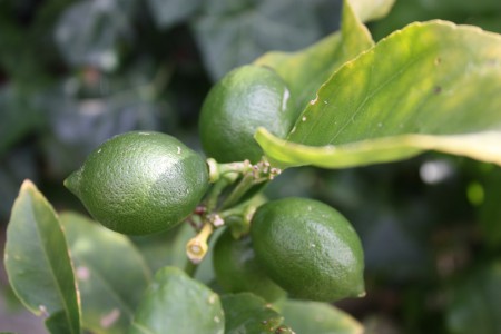 Meyer Lemon