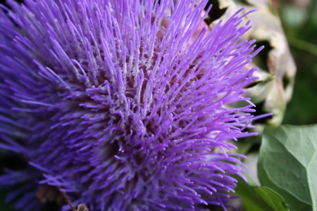 Amazing artichoke blossom