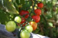 /album/my-left-coast-garden/img-3387-jpg/