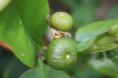 /album/my-left-coast-garden/img-3393-jpg/