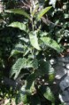 /album/my-left-coast-garden/img-3396-jpg/