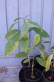 /album/my-left-coast-garden/img-3398-jpg/